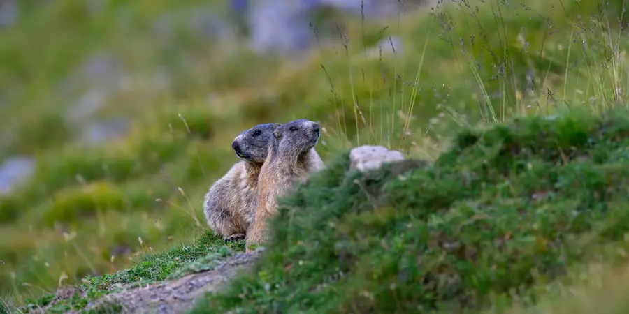 Two alpine marmots on the meadows of Grindelwald First